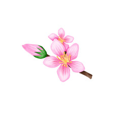 Sakura peach flower watercolor