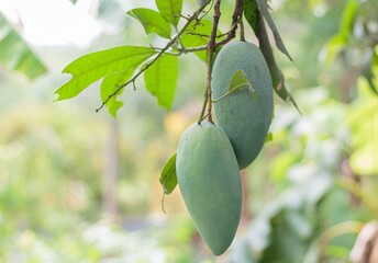fresh raw mango on the tree
