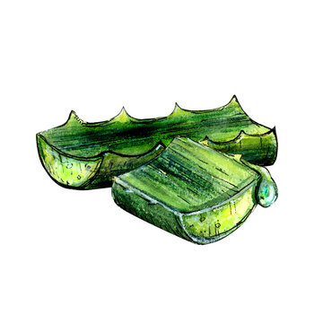 recommend clip art: Watercolor drawing of aloe vera chopped leaves on white background. Realistic detailed picture for illustration, stickers, cards, scrapbooking