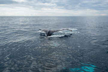 クジラ・オーストラリア