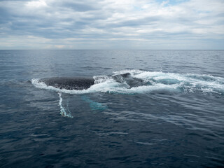 クジラ・オーストラリア