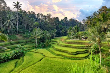 Abwaschbare Fototapete Reisfelder Beautiful rice terraces in Tegalalang in Bali, Indonesia