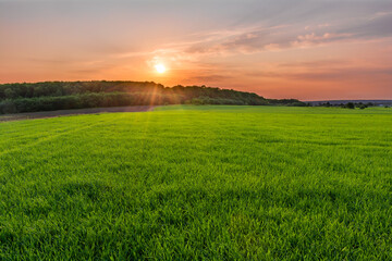 Amazing sunset over forest in green field