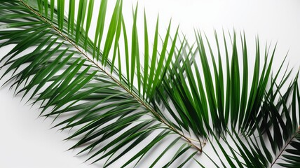 Palm leaves on a white background Generative AI