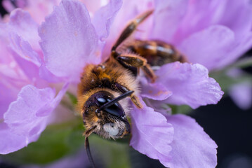 a beautiful bee sleeps among the petals of a purple flower
