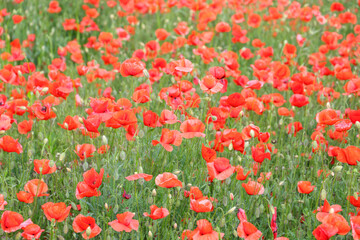 close up of a poppy field - soft colors
