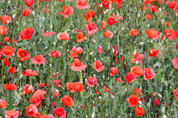 close up of a poppy field - soft colors