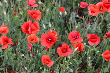 Fototapeta premium close up of a poppy field - soft colors