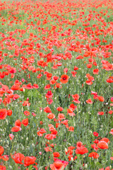 Fototapeta premium close up of a poppy field - soft colors