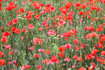 close up of a poppy field - soft colors