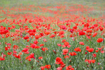 close up of a poppy field - soft colors