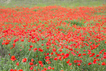 close up of a poppy field - soft colors