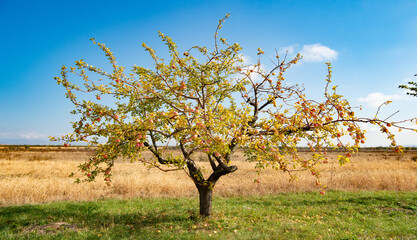 apple tree with orchard harvest in autumn. apple orchard harvest of fruit.