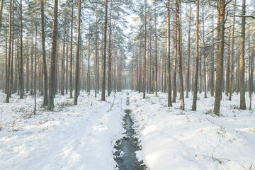 Arctic forest in winter
