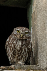 Little Owl(athene noctua)