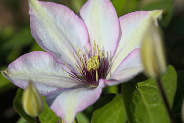 White clematis with green leaves and fresh blossoms in the garden. 