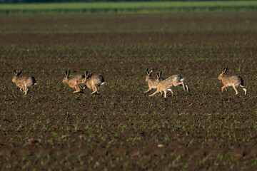 Rabbit on green grass