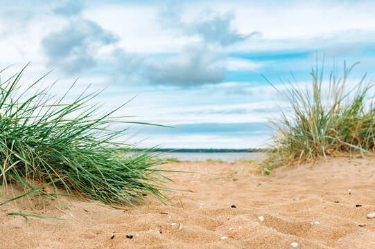 Halmstad West beach, grass at sandy shoreline of Kattegat Sea on overcast summer day. Beautiful scenic landscape from Sweden.