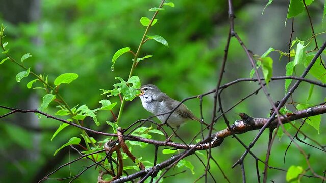 早朝のウグイス / Japanese Bush Warbler in the early morning
