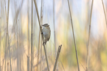 A sedge warbler in it's natural habitat