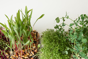 Microgreens with seeds and roots. Germination of microgreens.