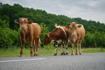 Herd on the road in Russian village in mountains. Agriculture industry concept. Three Brown and red cows stay on road in summer. Front Wide angle view