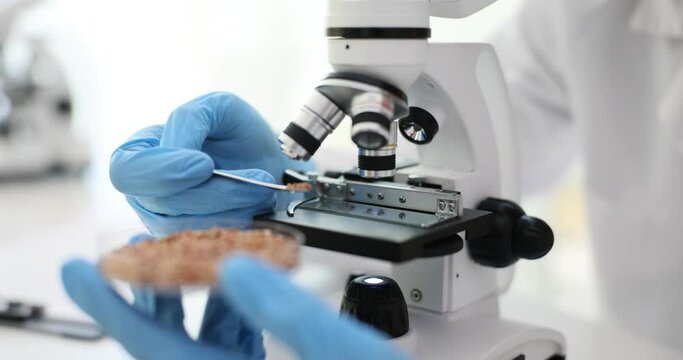 Scientist researcher takes buckwheat with spoon under microscope. Test buckwheat in lab