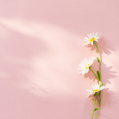 white chamomile flowers on pink background in sunlight