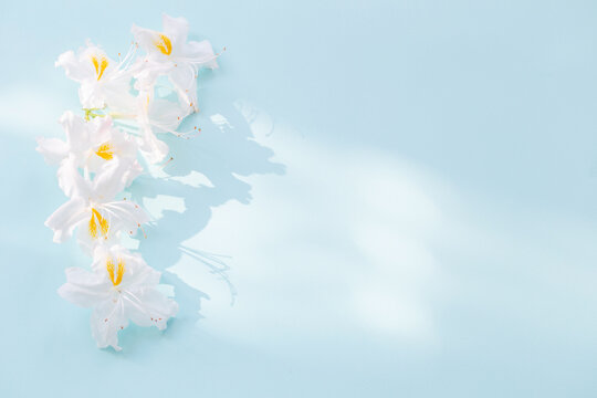 beautiful white flowers on blue background in sunlight