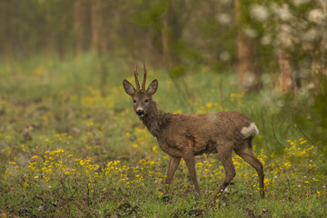 Roe deer on the green grass	