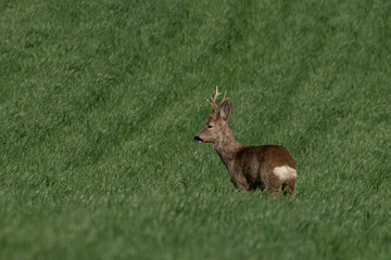 Roe deer on the green grass	