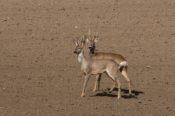 Roebuck capital in the grass