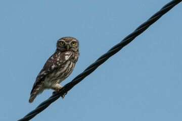 Little Owl(athene noctua)