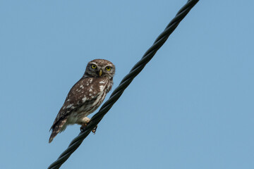 Little Owl(athene noctua)