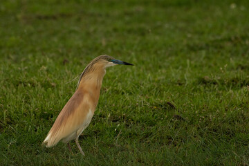 heron on the hunt