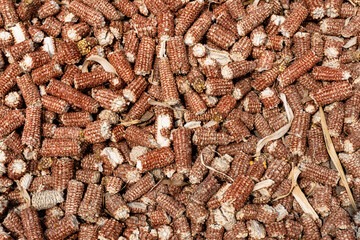 Natures' Versatile Gems: Exploring the Wonders of Corn Cobs