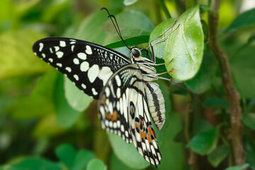 Butterfly on green leaf with the nature background