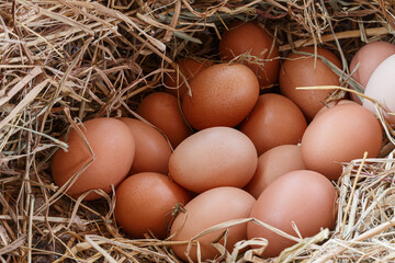 Organic fresh eggs in the nest on the straw backgrounds