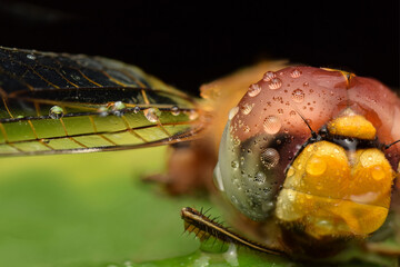 Naklejka premium extreme close up shot of dragonfly