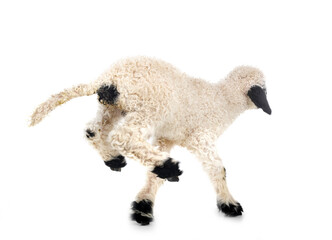 lamb Valais Blacknose in studio