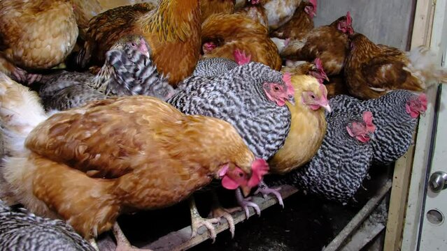 Close up of lot of hens standing on wood supports while preparing to sleep in the chicken coop.
