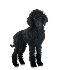  standard poodle in studio
