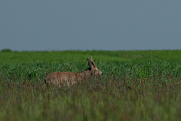 Roe deer on the green grass	