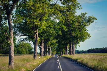 Landstraße - Allee - Kurve - Hügel -  Brandenburg - Ostdeutschland - Germany - Horizon -  Road -...
