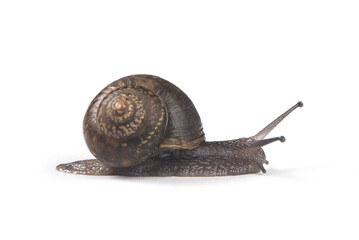 snail isolated on white background
