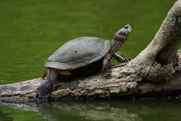 Obraz premium Asiatic tortoise comes out of the water to sunbathe on a large tree branch.