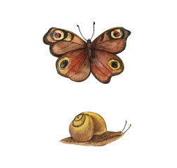 Colorful brown butterfly, snail,watercolor illustration isolated on white background
