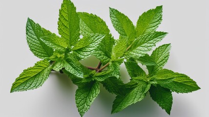 fresh mint leaves Generative AI