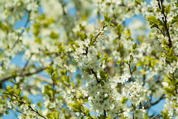 branches of flowering trees against the blue sky bottom view