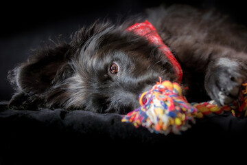 Black dog puppy lying down and chewing knot rope bone favorite toy, ears to the side. Play time...